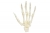 thumb_handknochen.jpg